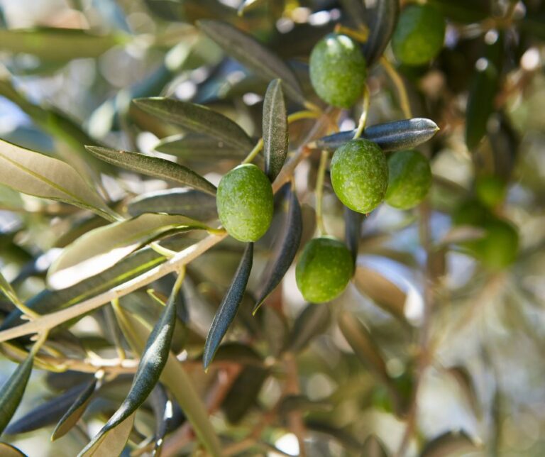 Un Olivo con su fruto las olivas en la temporada de oliva